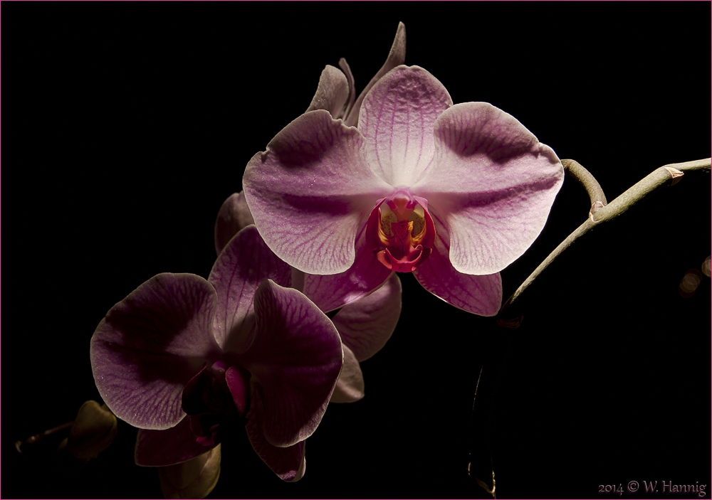 Orchidee