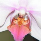 ...Orchidee...