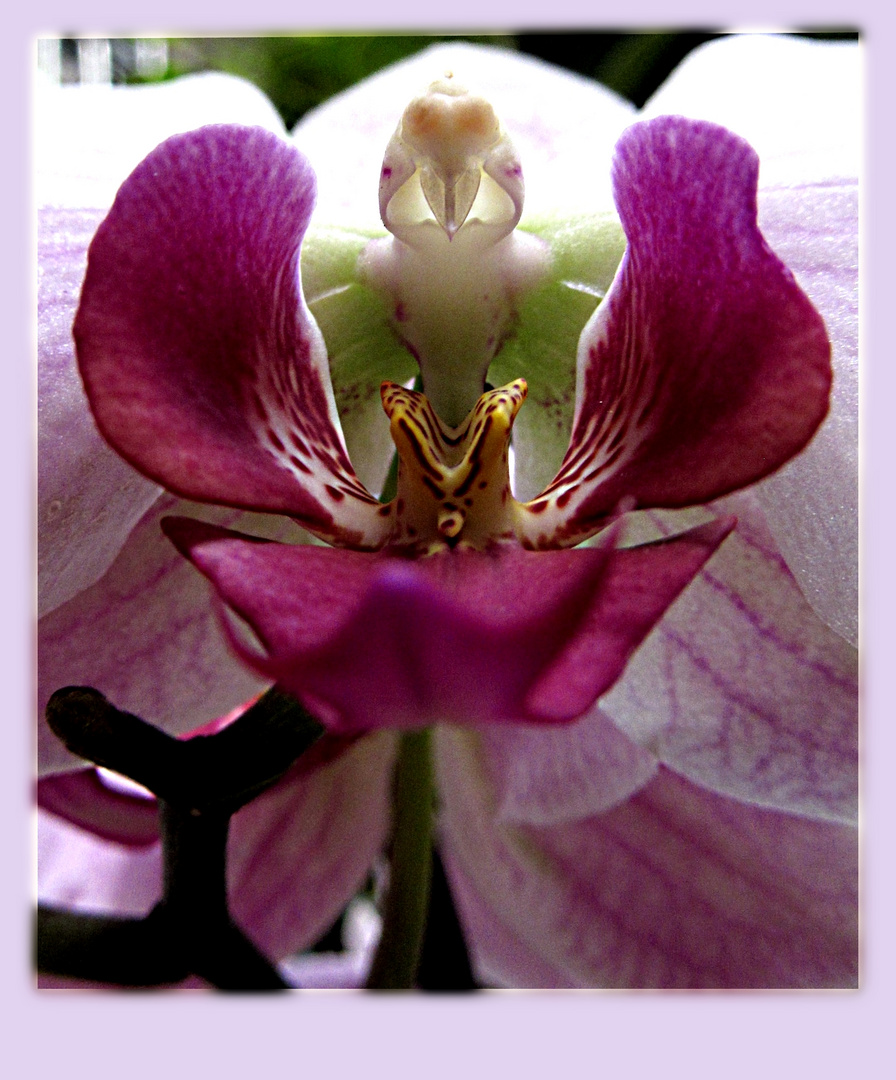 Orchidee ...