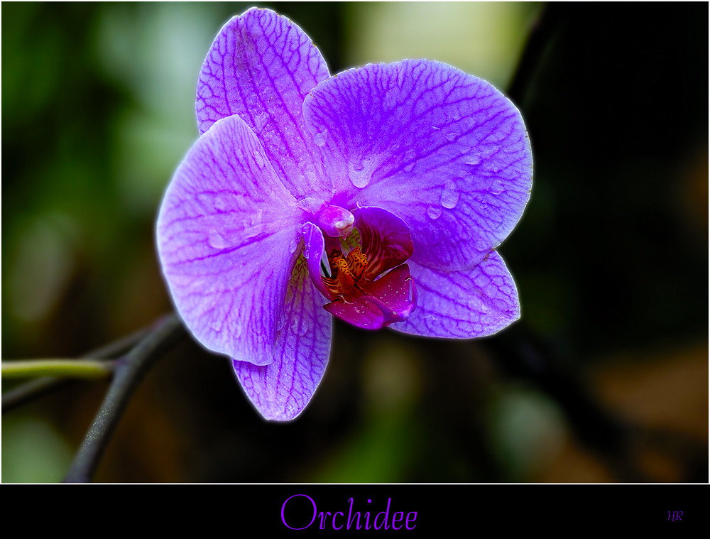 Orchidee