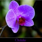 Orchidee