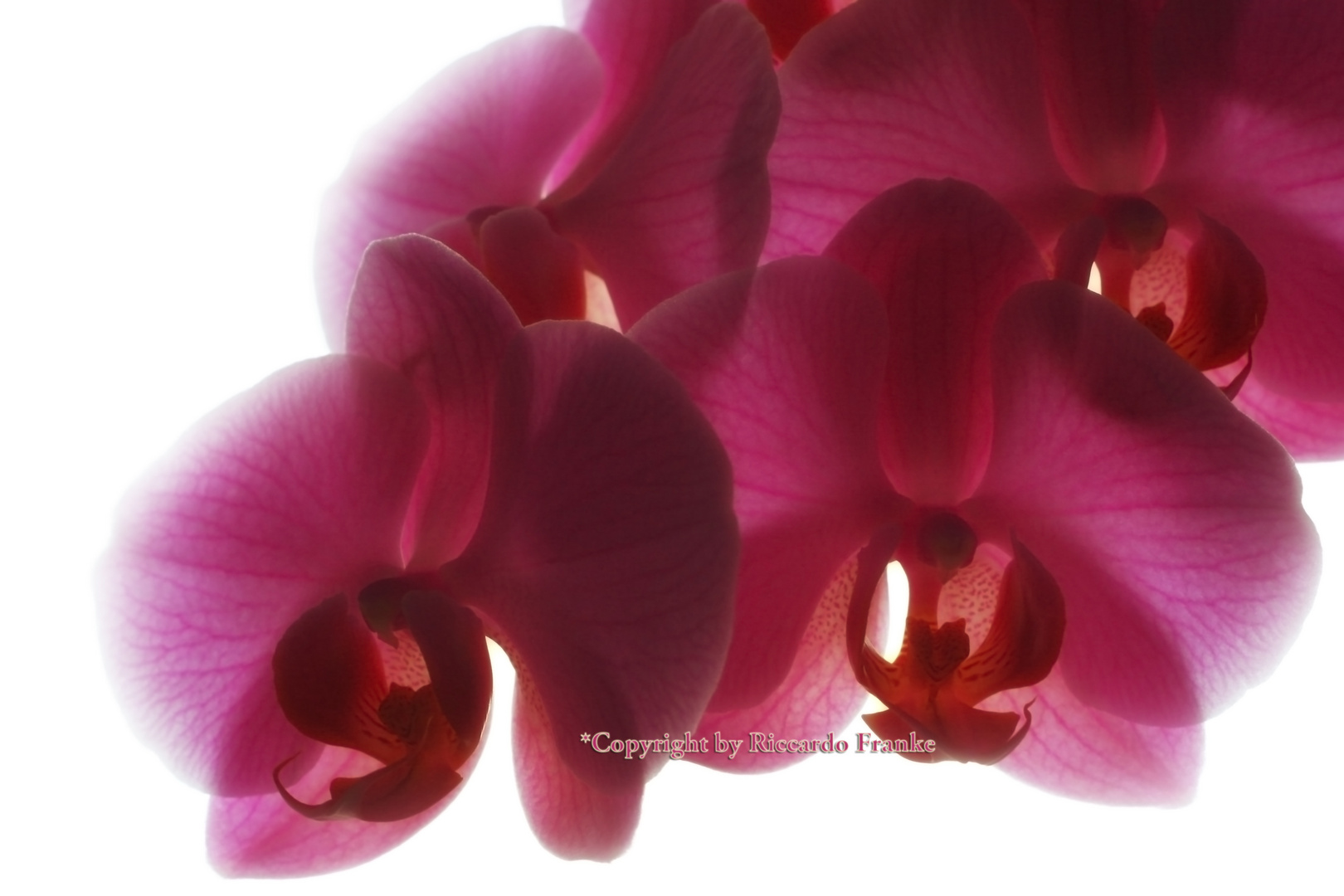 Orchidee