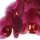 Orchidee