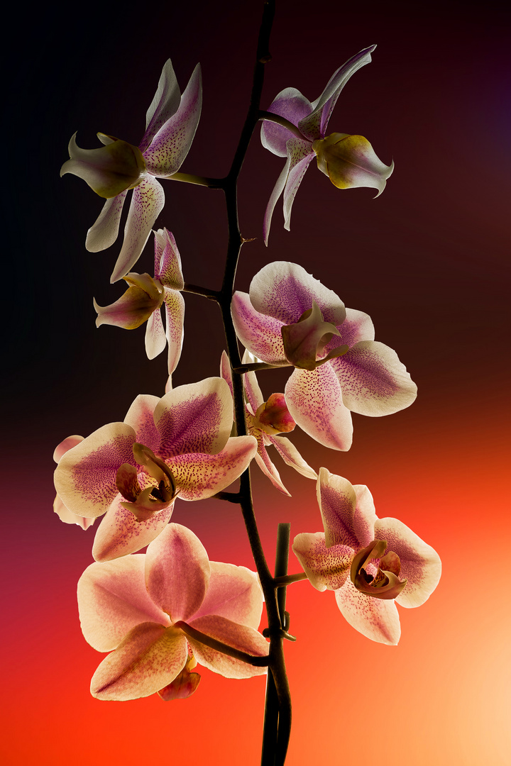 Orchidee