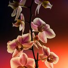 Orchidee