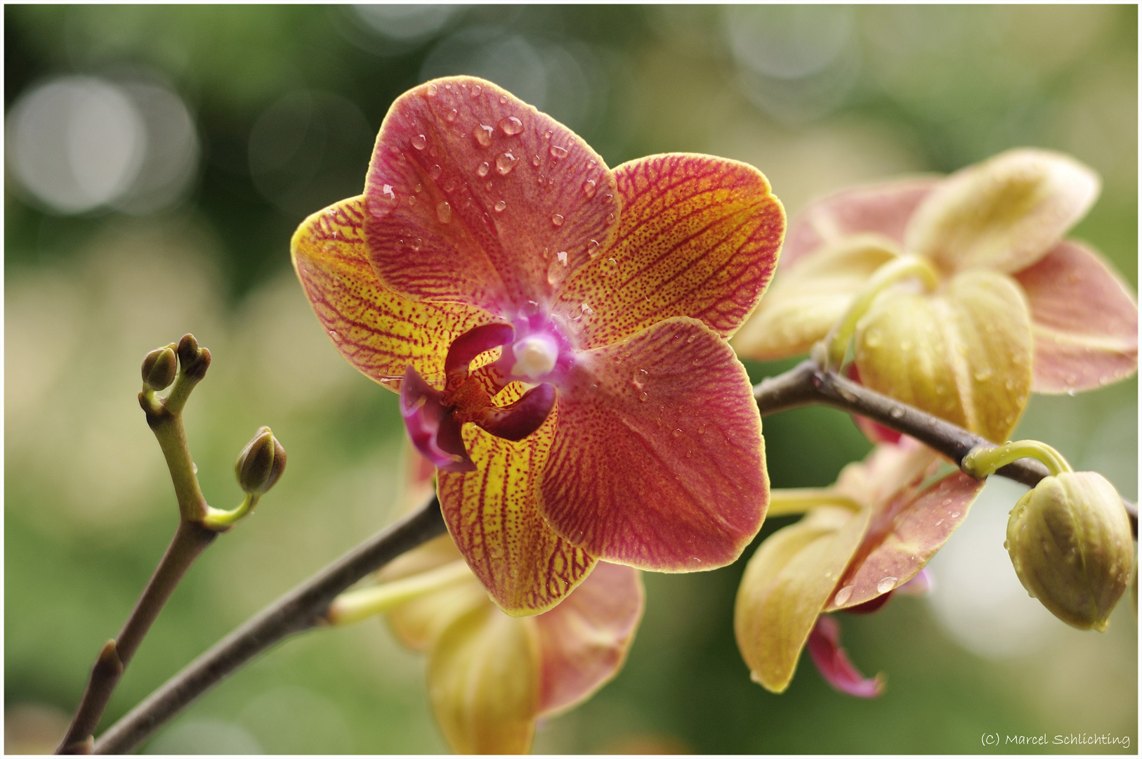 Orchidee