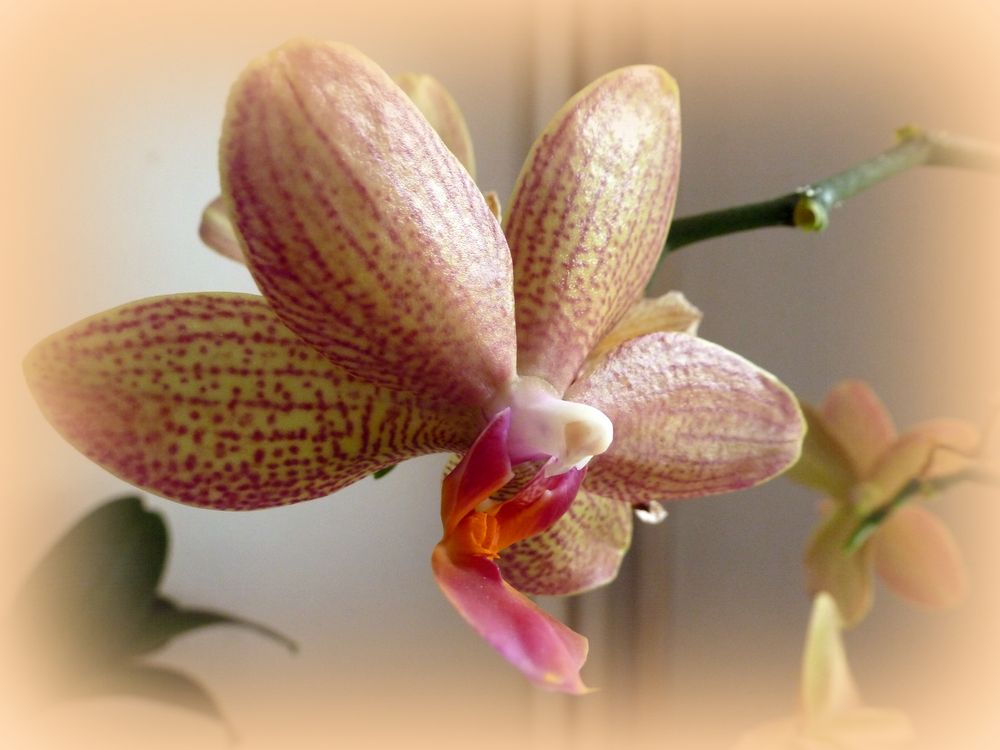 Orchidee