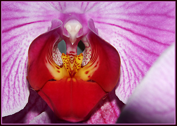 Orchidee