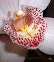 Orchidee von Anne 49 