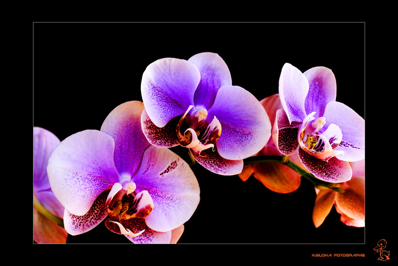 Orchidee