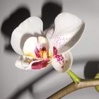 Orchidee