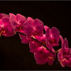 Orchidee