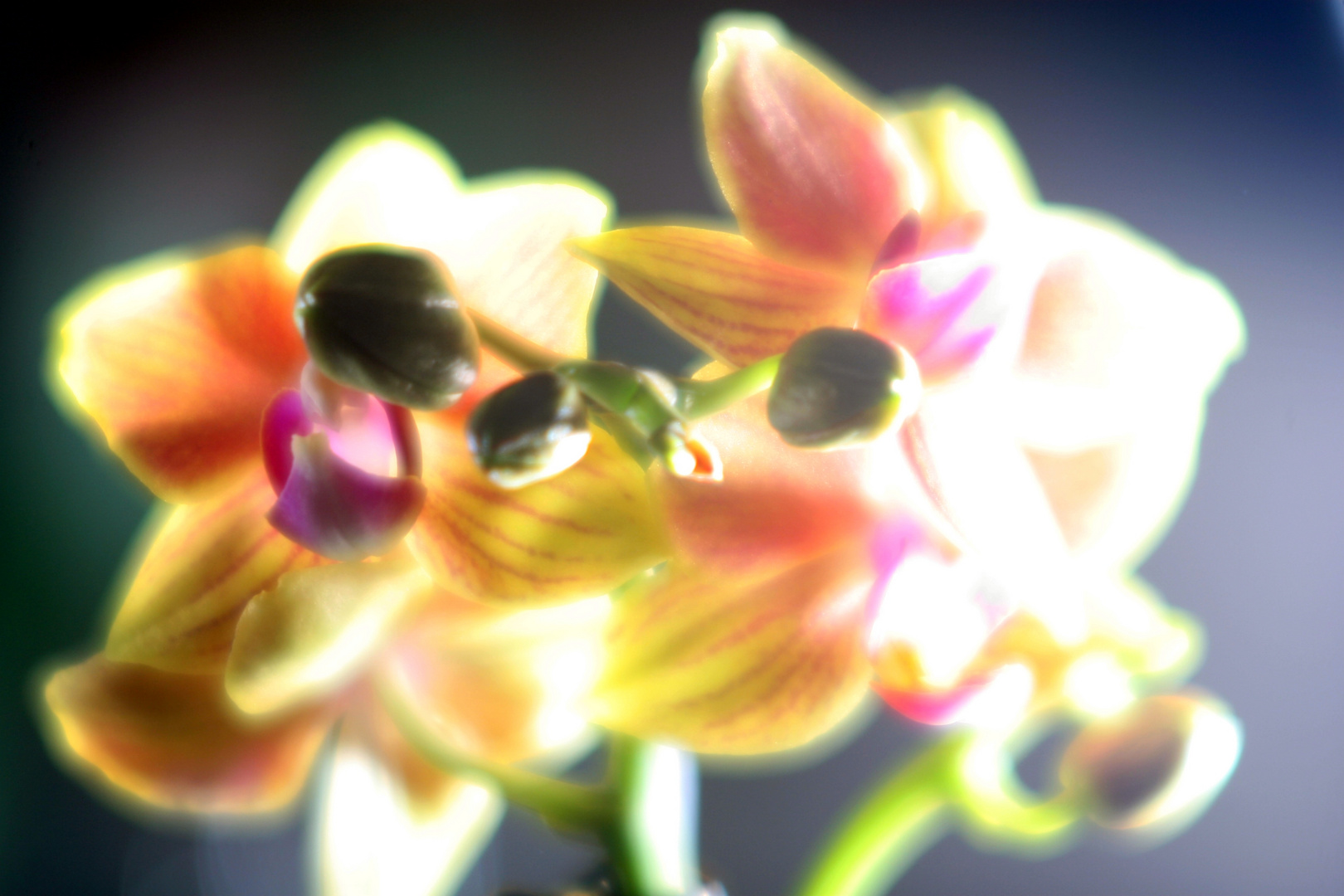 Orchidee