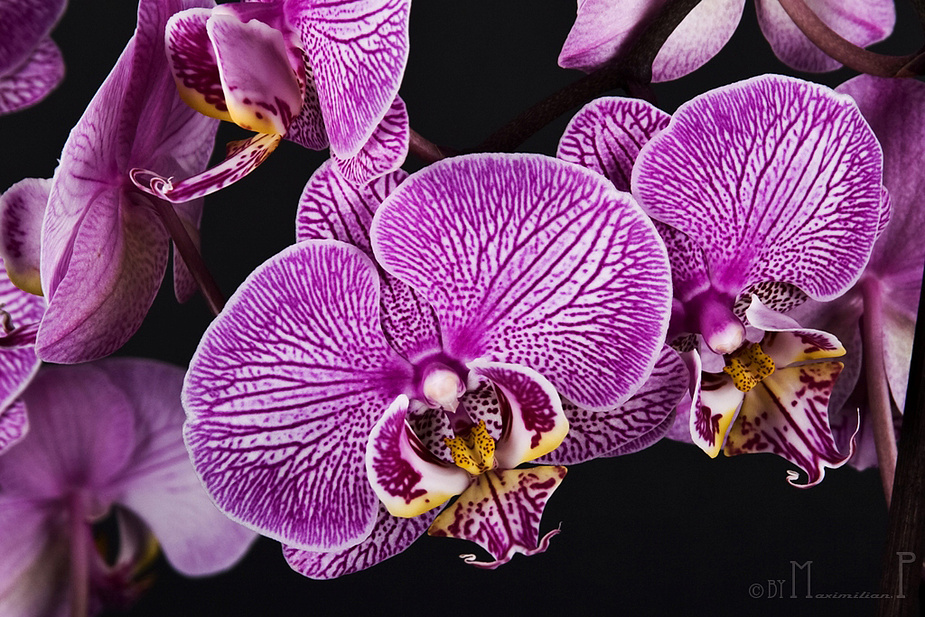 Orchidee