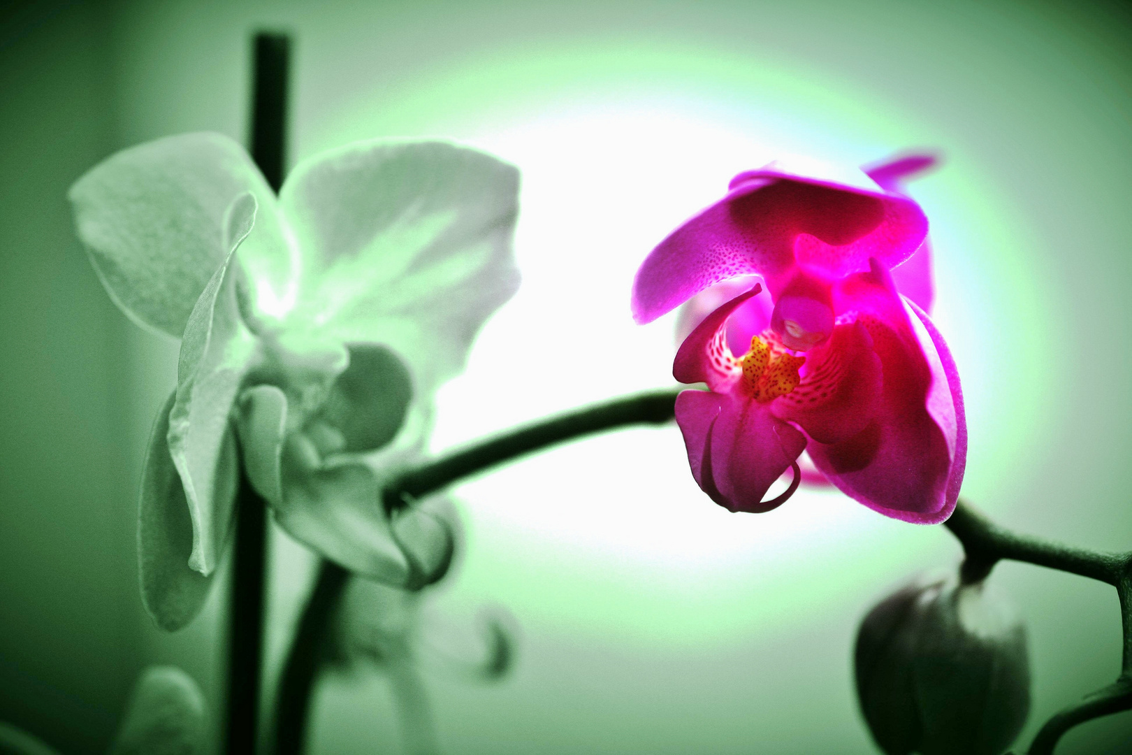 Orchidee