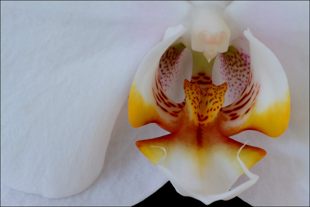 Orchidee