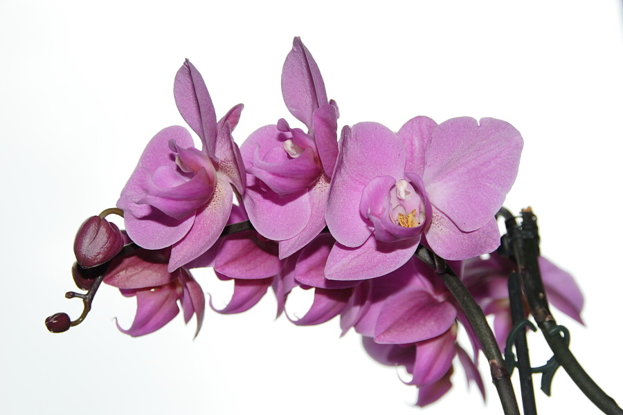 Orchidee