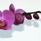 Orchidee