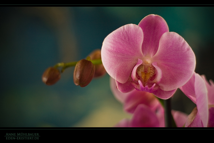 Orchidee