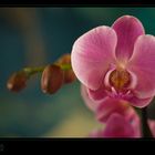 Orchidee