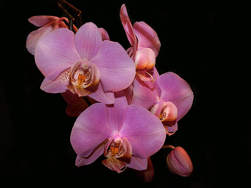 Orchidee