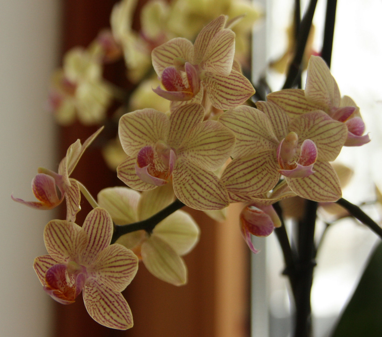 Orchidee