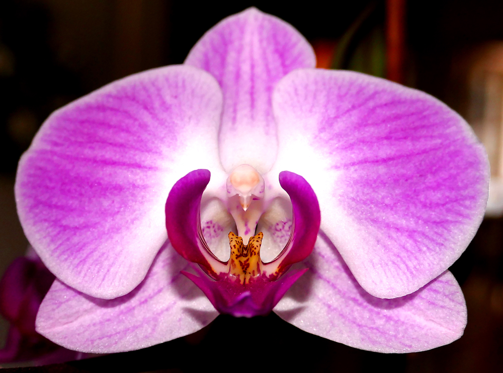 ...Orchidee...