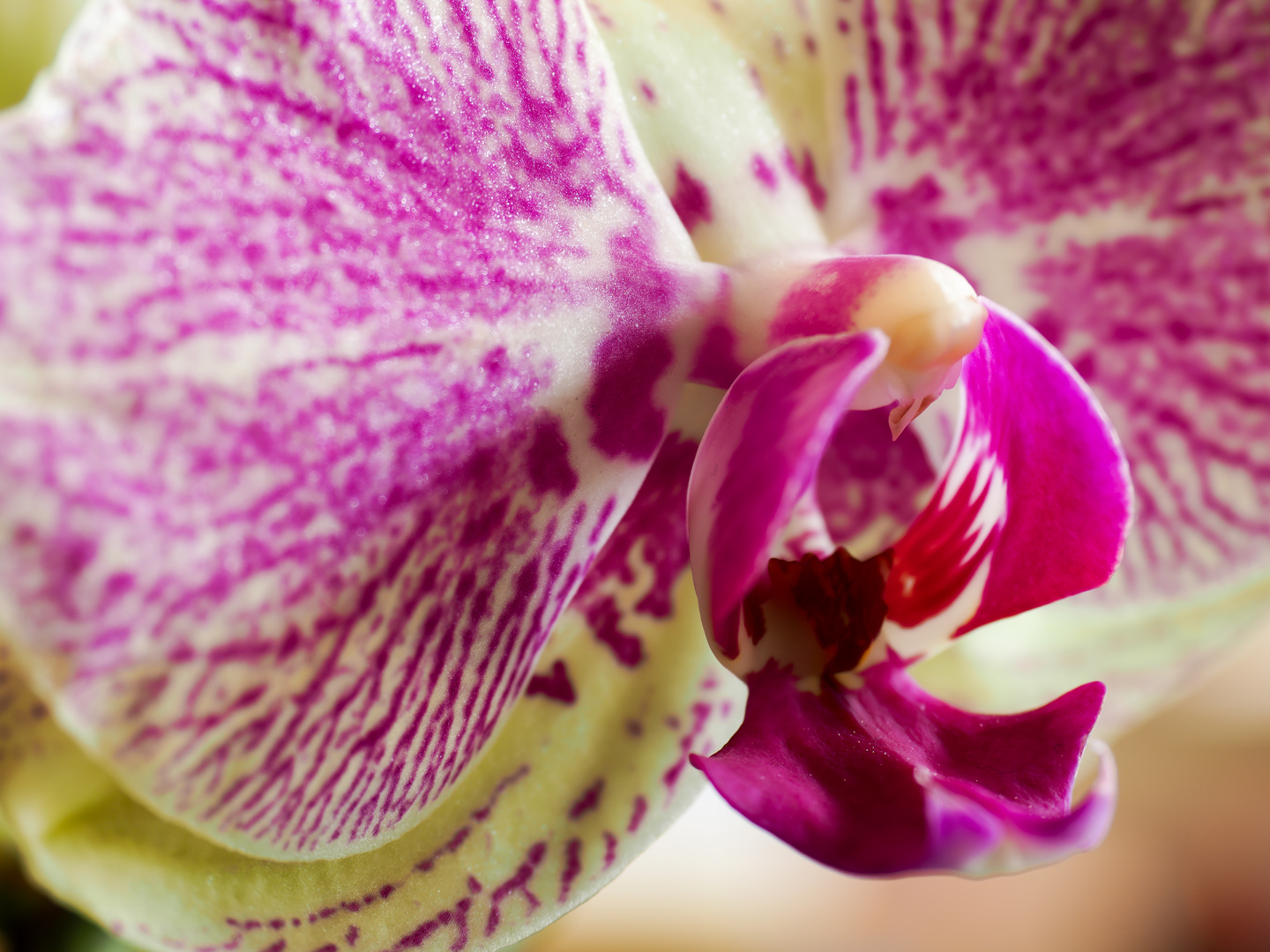 Orchidee