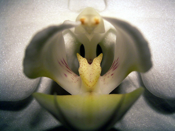 orchidee