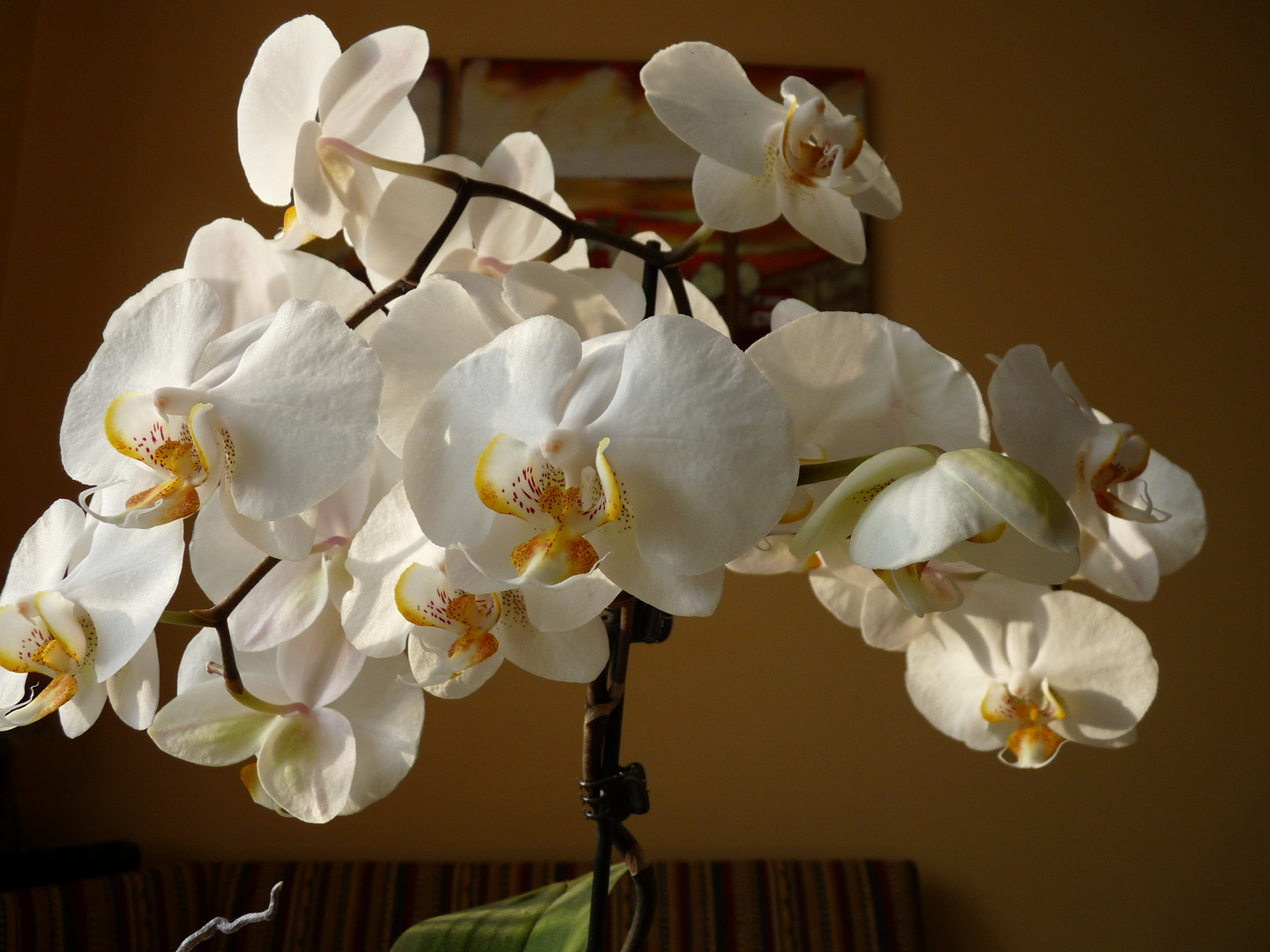 Orchidee