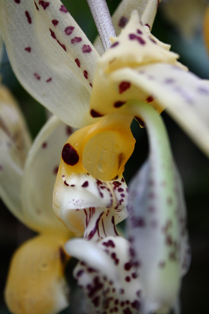 Orchidee