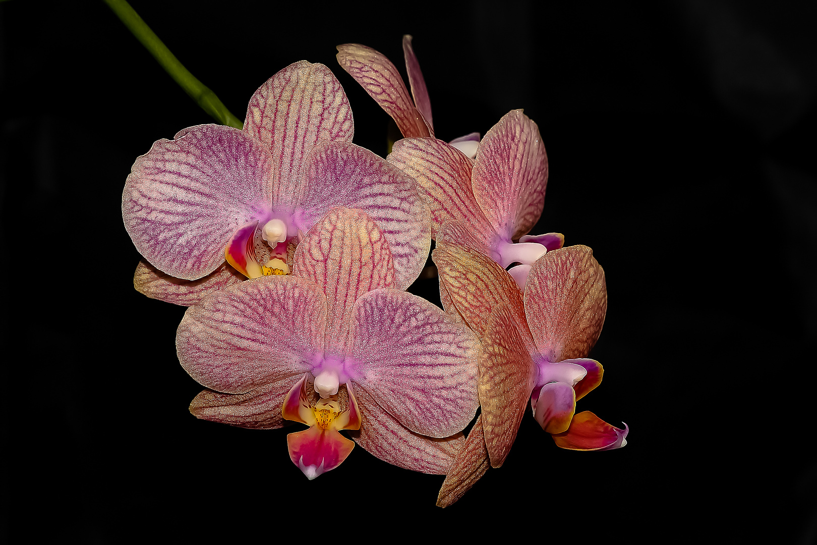 Orchidee