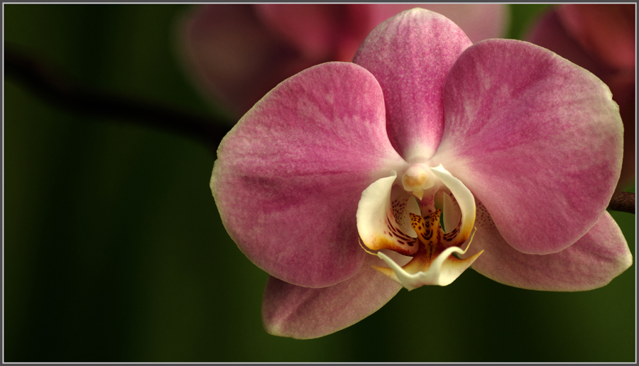 Orchidee