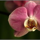 Orchidee