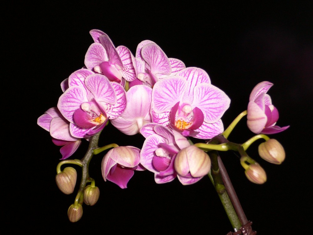 Orchidee