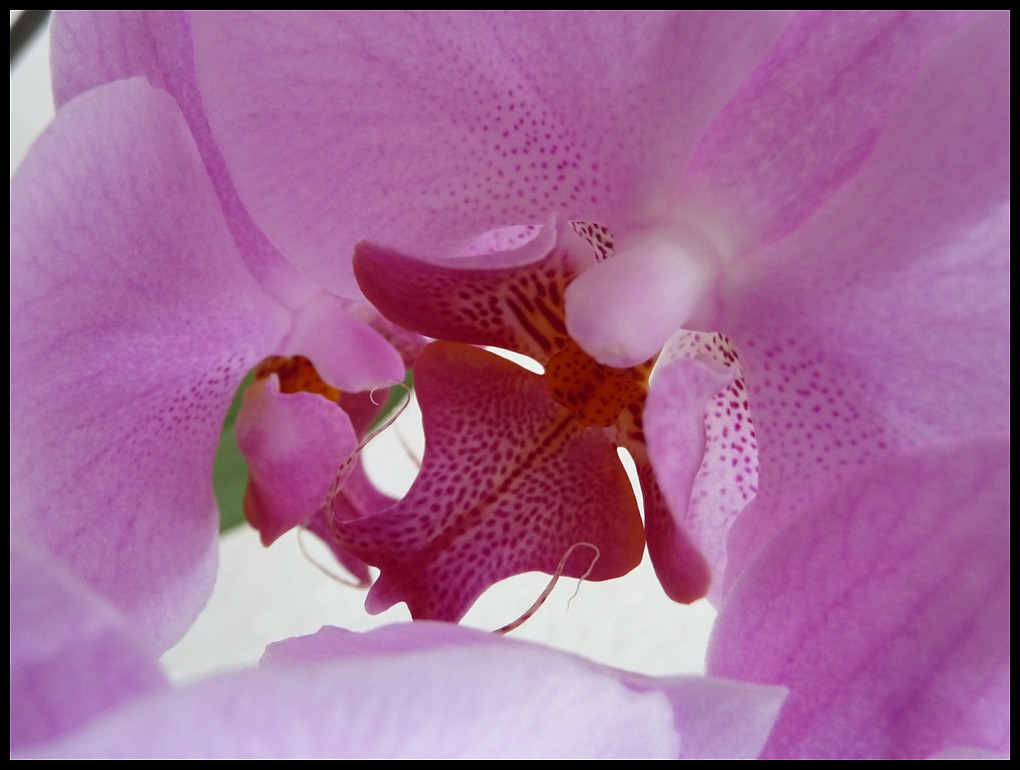 Orchidee