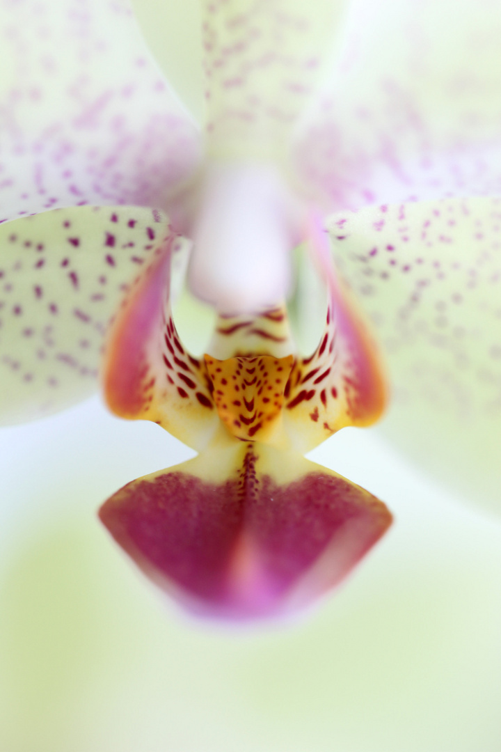 Orchidee