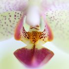 Orchidee