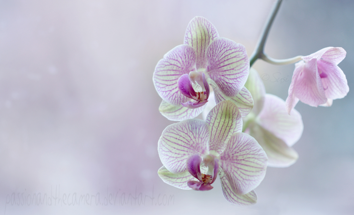 Orchidee