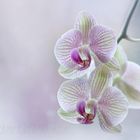 Orchidee