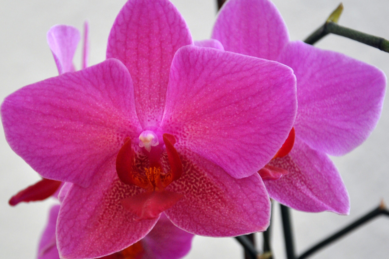 Orchidee