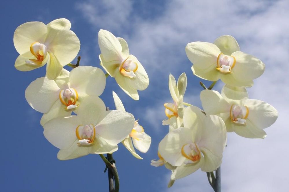 Orchidee