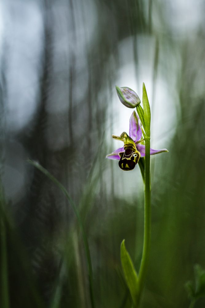 Orchidée