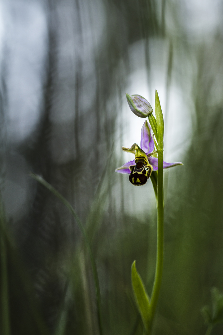 Orchidée