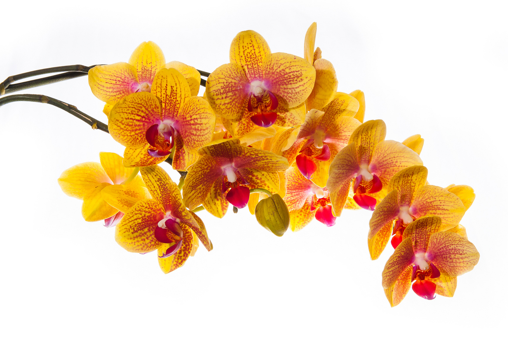 Orchidee