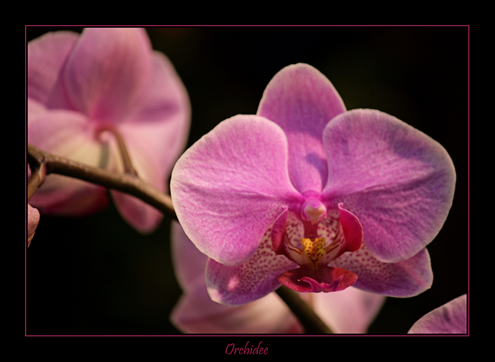 Orchidee