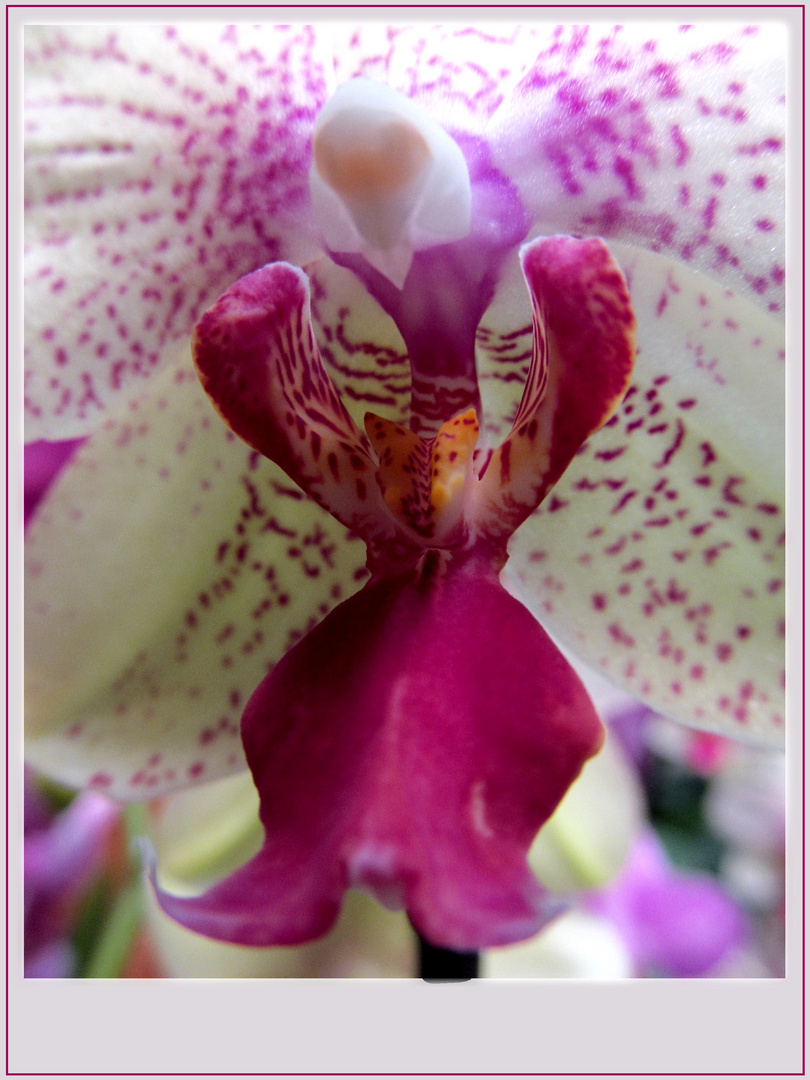 Orchidee ...