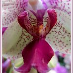 Orchidee ...