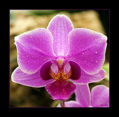 Orchidee