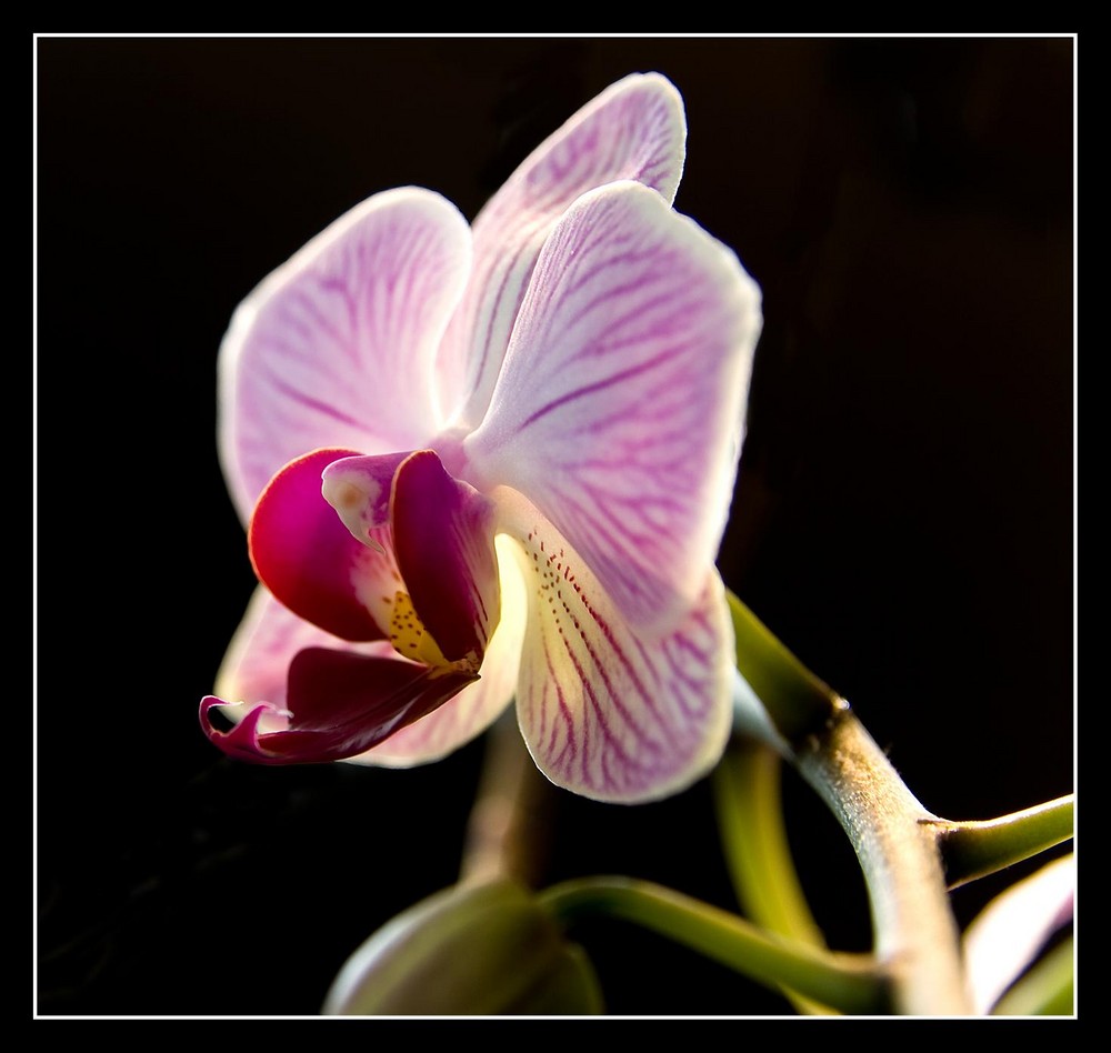 Orchidee